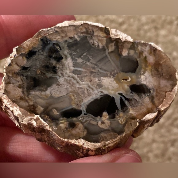 Petrified Wood Slice - Picture 3 of 10